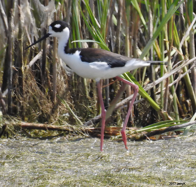 Black-necked Stilt