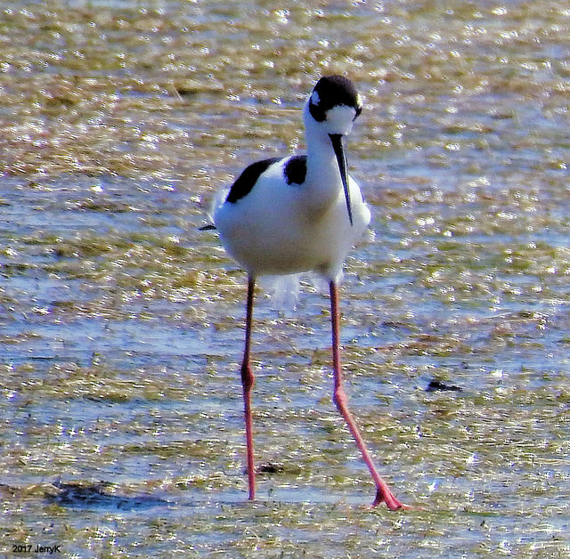 Black-necked Stilt