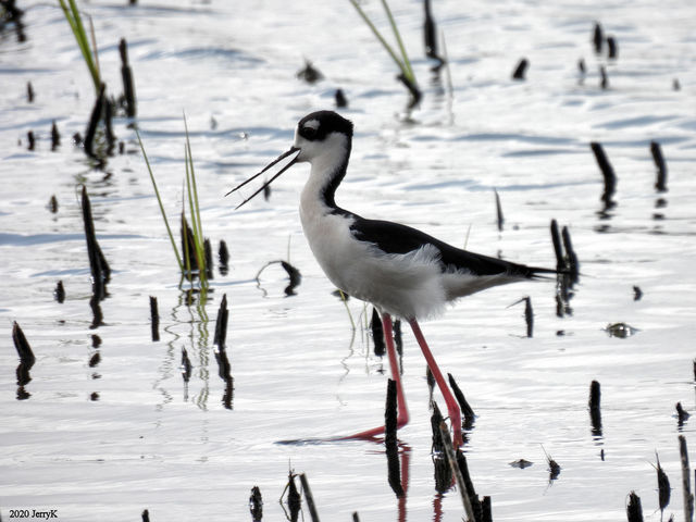 Black-necked Stilt
