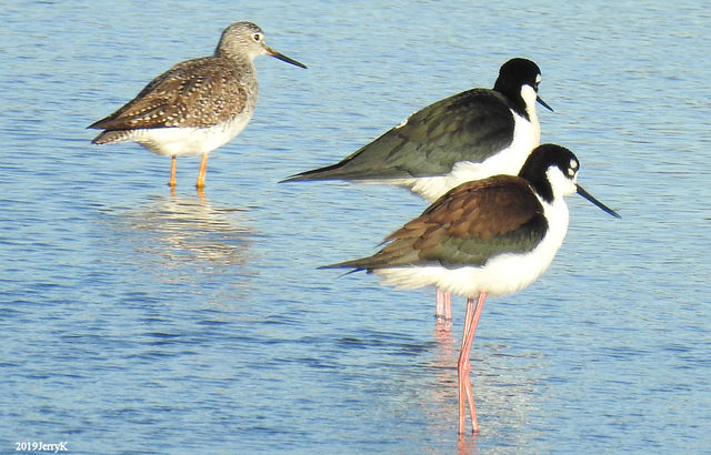 Black-necked Stilt