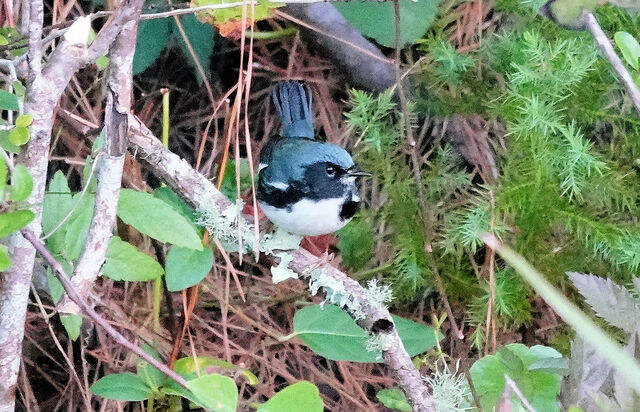 Black-throated Blue Warbler