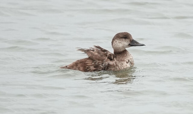 Black Scoter