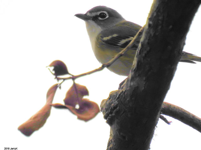 Blue-headed Vireo