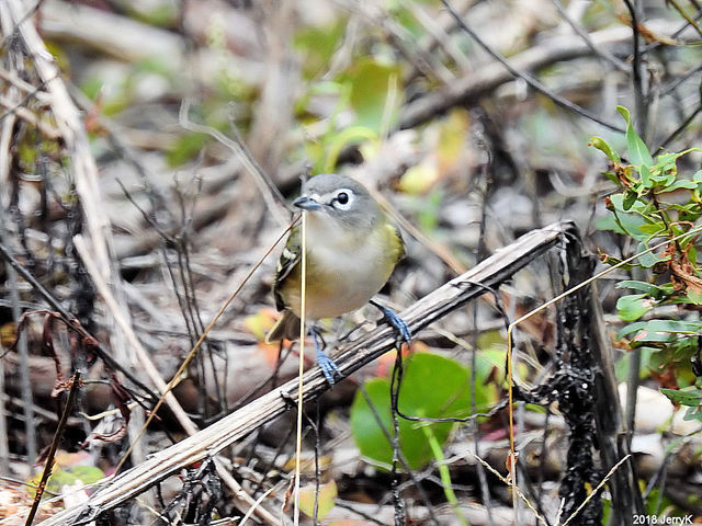 Blue-headed Vireo