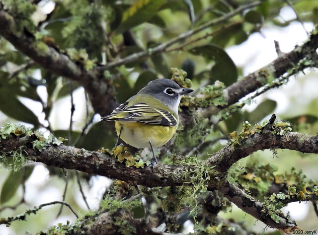 Blue-headed Vireo