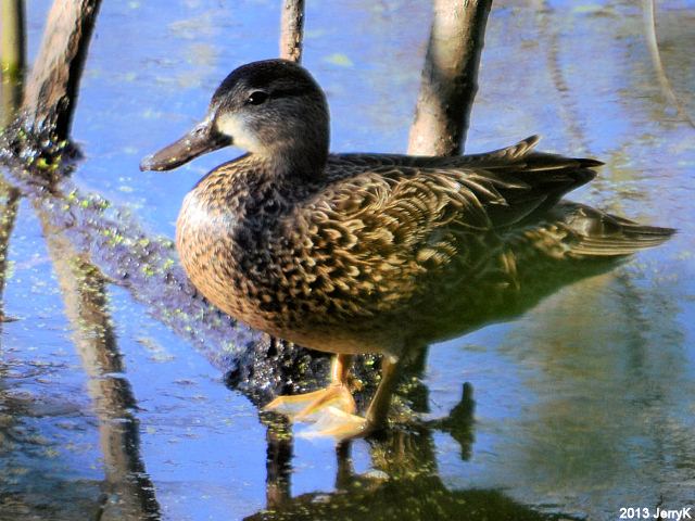 Blue-winged Teal
