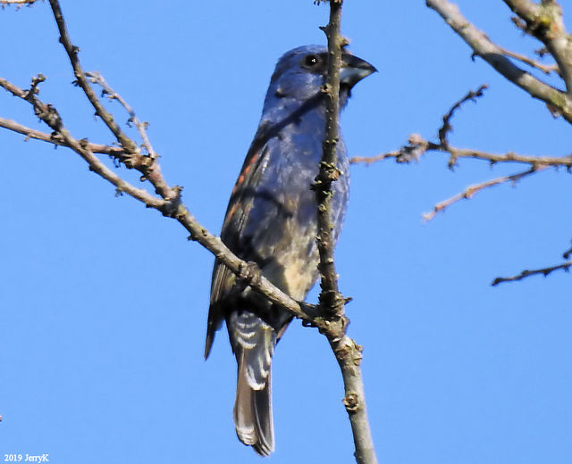 Blue Grosbeak