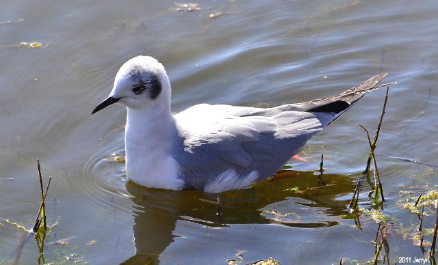 Bonaparte's Gull