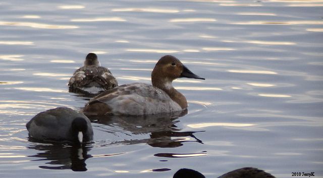 Canvasback