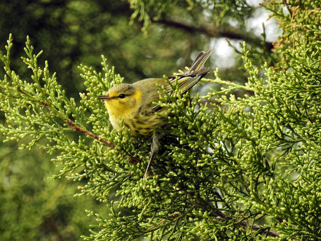 Cape May Warbler