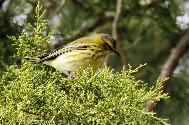 Cape May Warbler