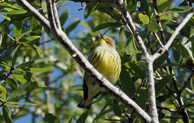 Cape May Warbler