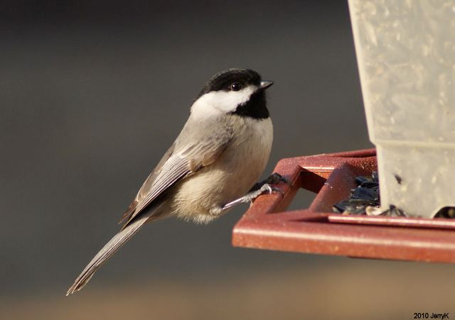 Carolina Chickadee