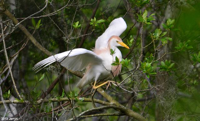 Western Cattle-Egret