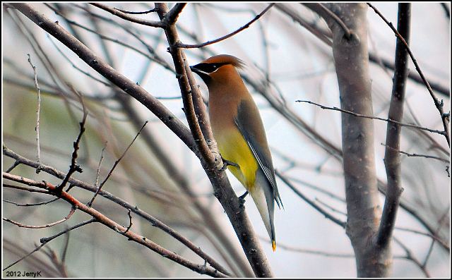 Cedar Waxwing
