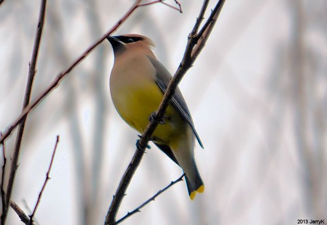 Cedar Waxwing