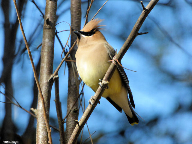 Cedar Waxwing