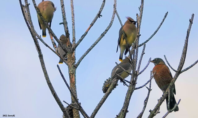 Cedar Waxwing