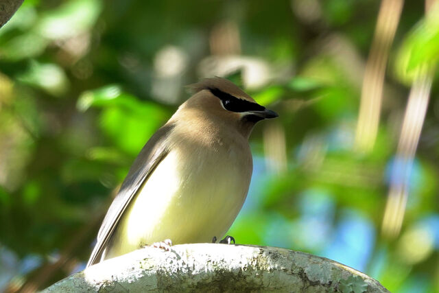 Cedar Waxwing