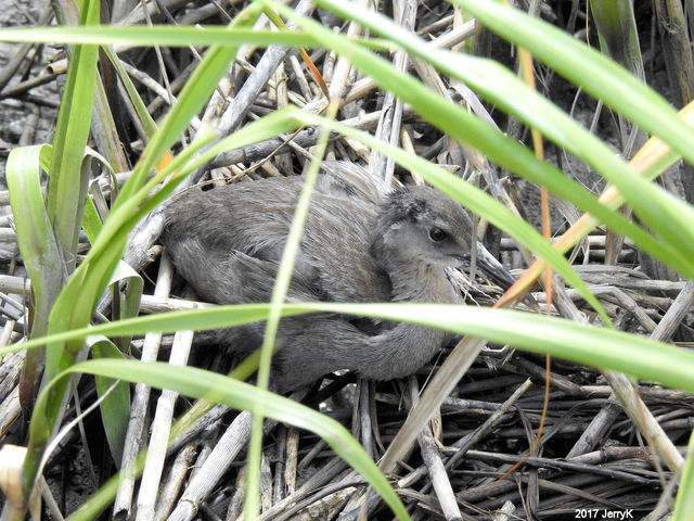 Clapper Rail