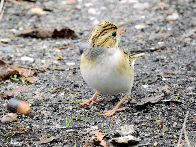 Clay-colored Sparrow