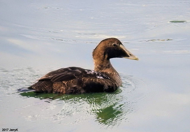 Common Eider