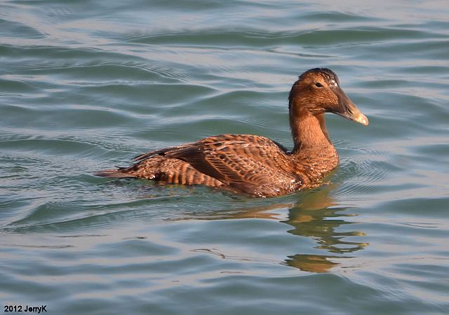 Common Eiders