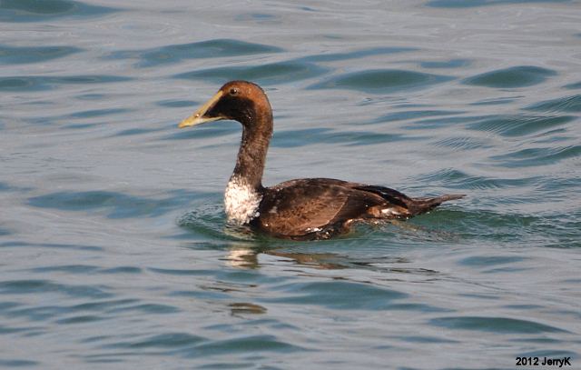 Common Eiders
