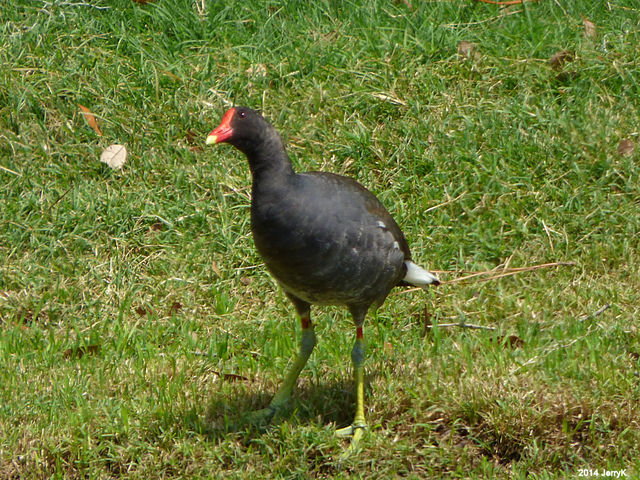 Common Gallinule