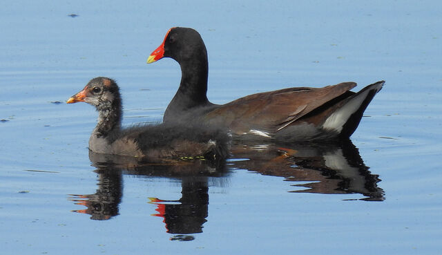 Common Gallinule