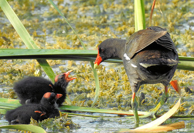 Common Gallinule