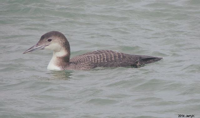 Common Loon