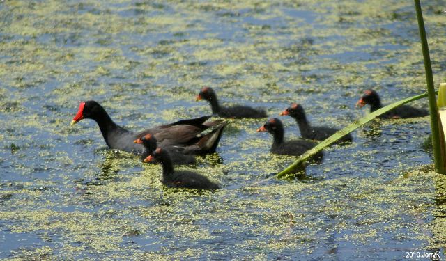 Common Gallinule