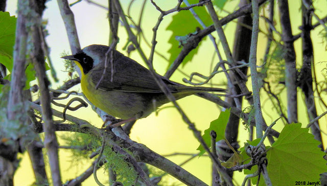 Common Yellowthroat