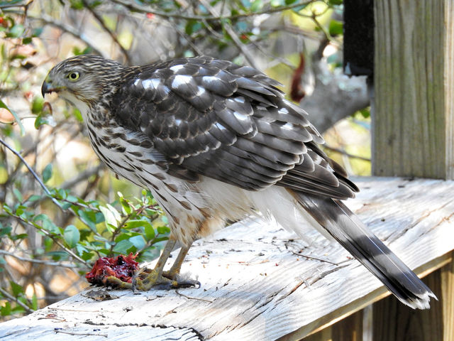 Cooper's Hawk