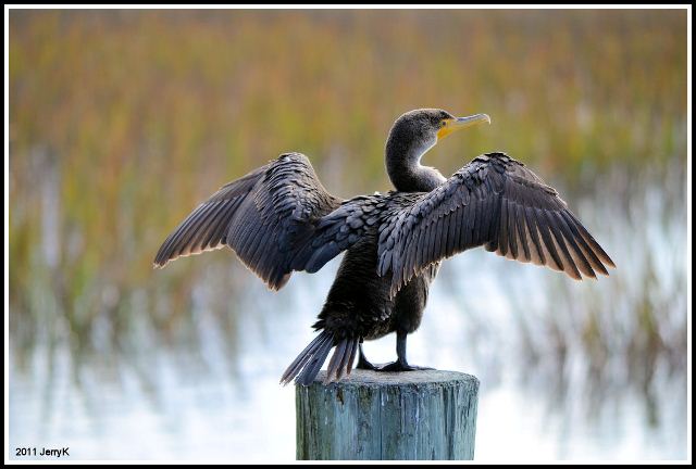 Double-crested Cormorant