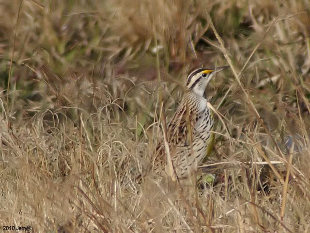 Eastern Meadowlark
