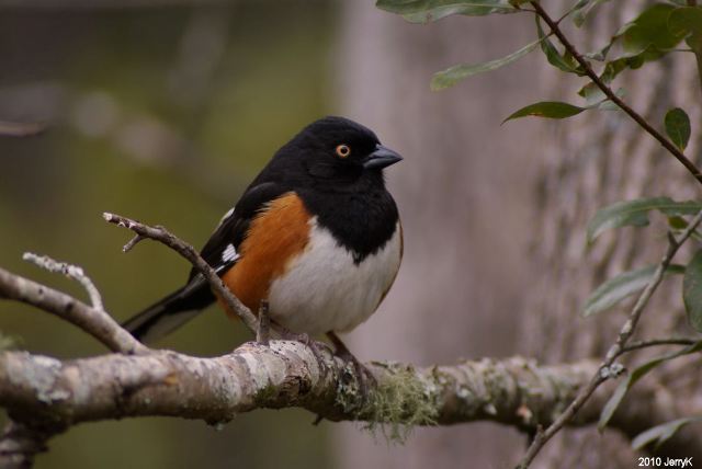 Eastern Towhee