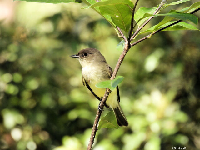 Eastern Phoebe