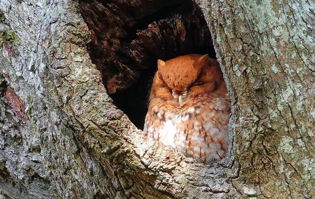 Eastern Screech-Owl