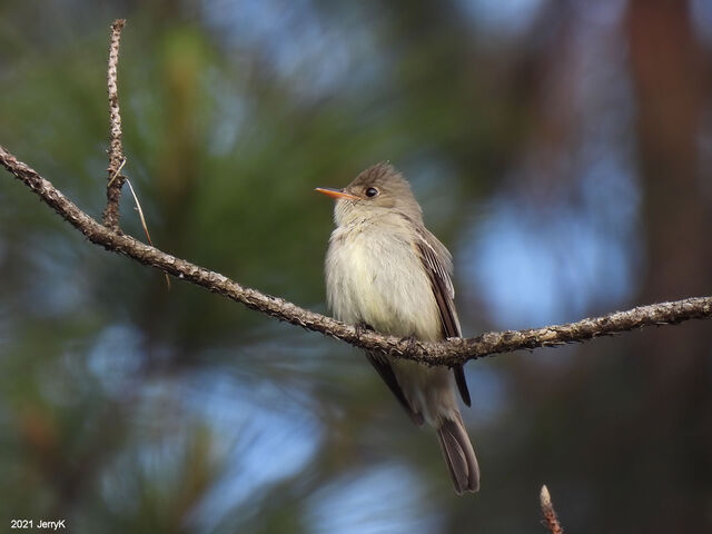 Eastern Wood-Pewee