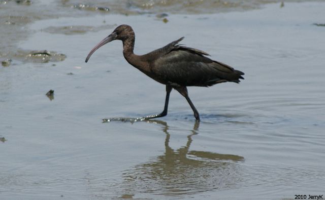 Glossy Ibis