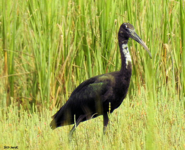 Glossy Ibis
