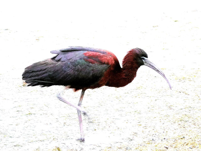 Glossy Ibis