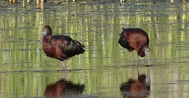 Glossy Ibis