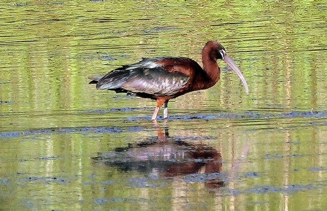 Glossy Ibis