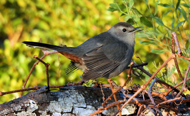 Gray Catbird