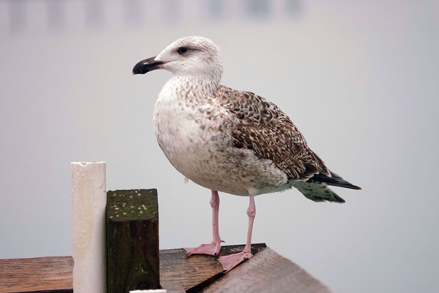 Great Black-backed Gull