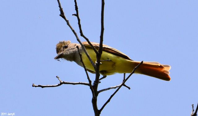 Great Crested Flycatcher