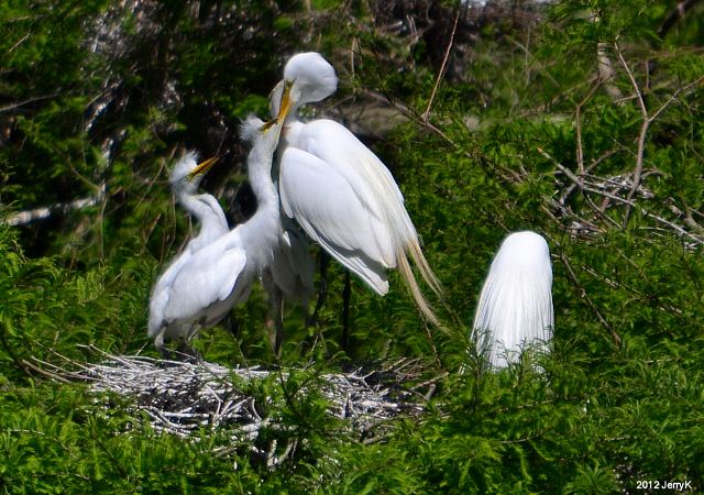 Great Egrets